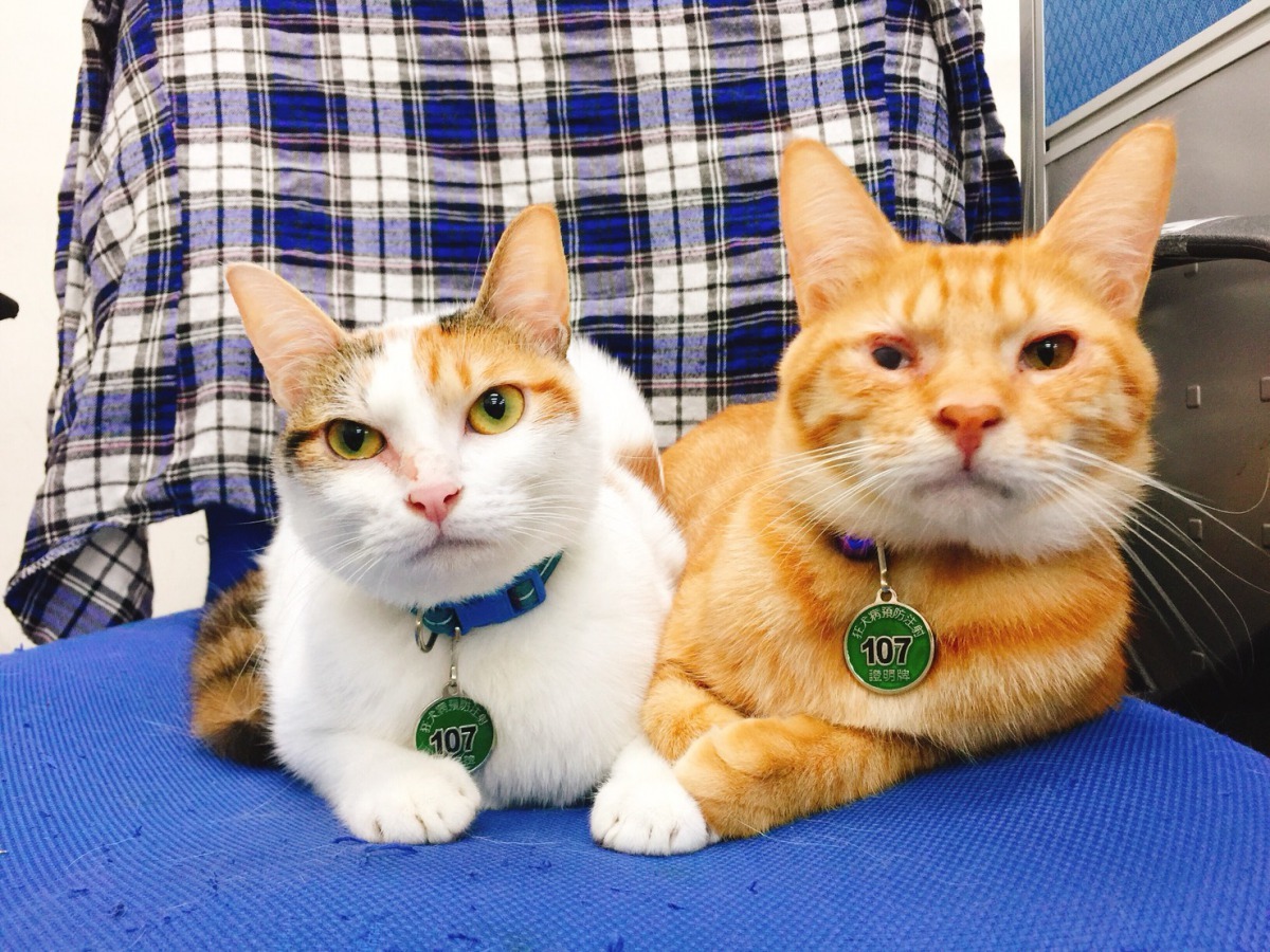 新北市107年度動物防疫頸牌出爐，呼籲飼主每年應攜帶寵物施打狂犬病疫苗。劉凱/翻攝