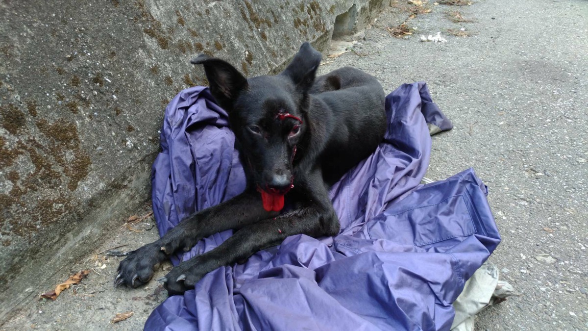 小小黑當時車禍倒在路邊等待救援。劉凱/翻攝