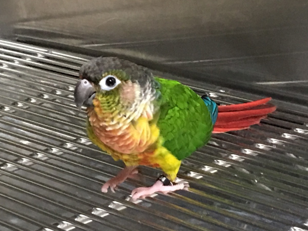 走失的綠頰小太陽帶著腳環，幸運的找回主人。新北市動保處/提供