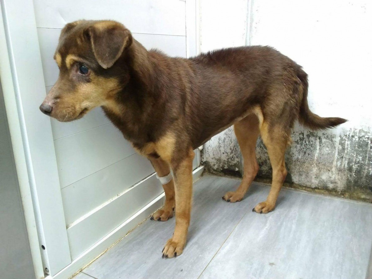 瞎瞎雖看不見,仍靠著感覺在周遭摸索。劉凱/翻攝