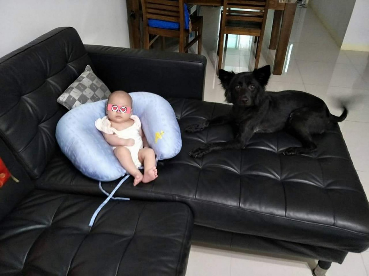 穆吉晉升為叔叔，每天在寶寶身旁守護著。劉凱/翻攝