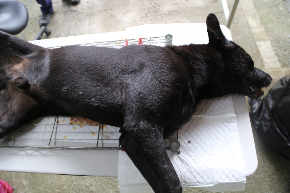 重約40公斤的大黑狗，麻醉後等待手術。劉凱/翻攝