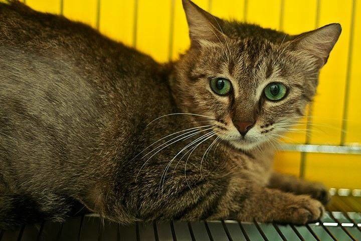 漂亮的茉莉有著土耳其藍帶琥珀色的眼珠，在外流浪時不慎遭捕獸鋏夾斷腿而截肢。劉凱/翻攝