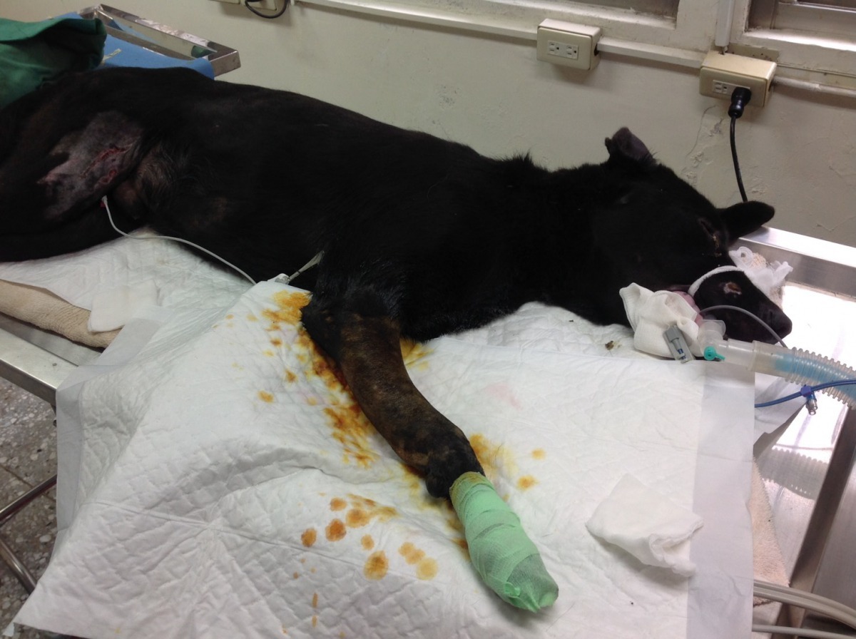 右前肢橈尺骨骨折正要動手術的「大頭」。劉凱/翻攝