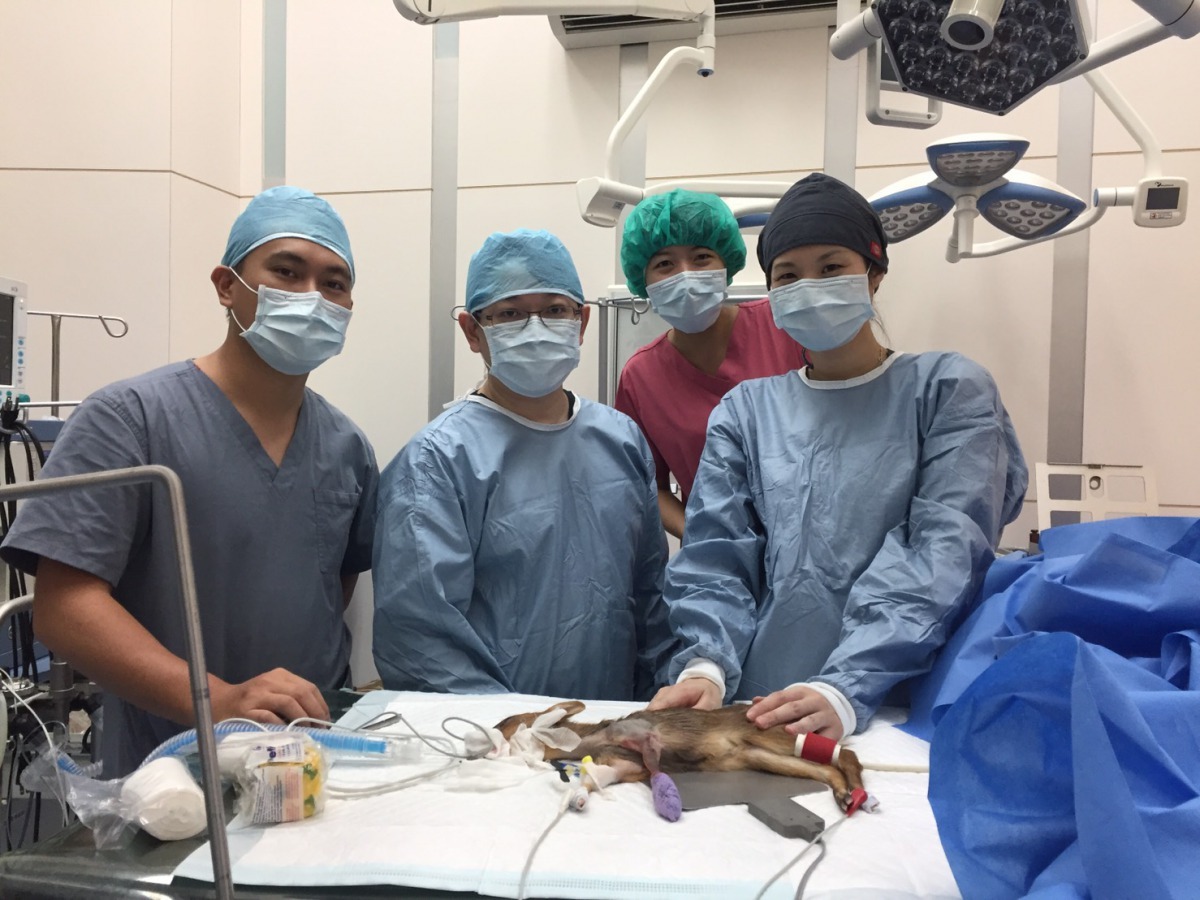 新北市左岸動物醫院協助救援山羌，為其手術治療。新北市動保處/提供