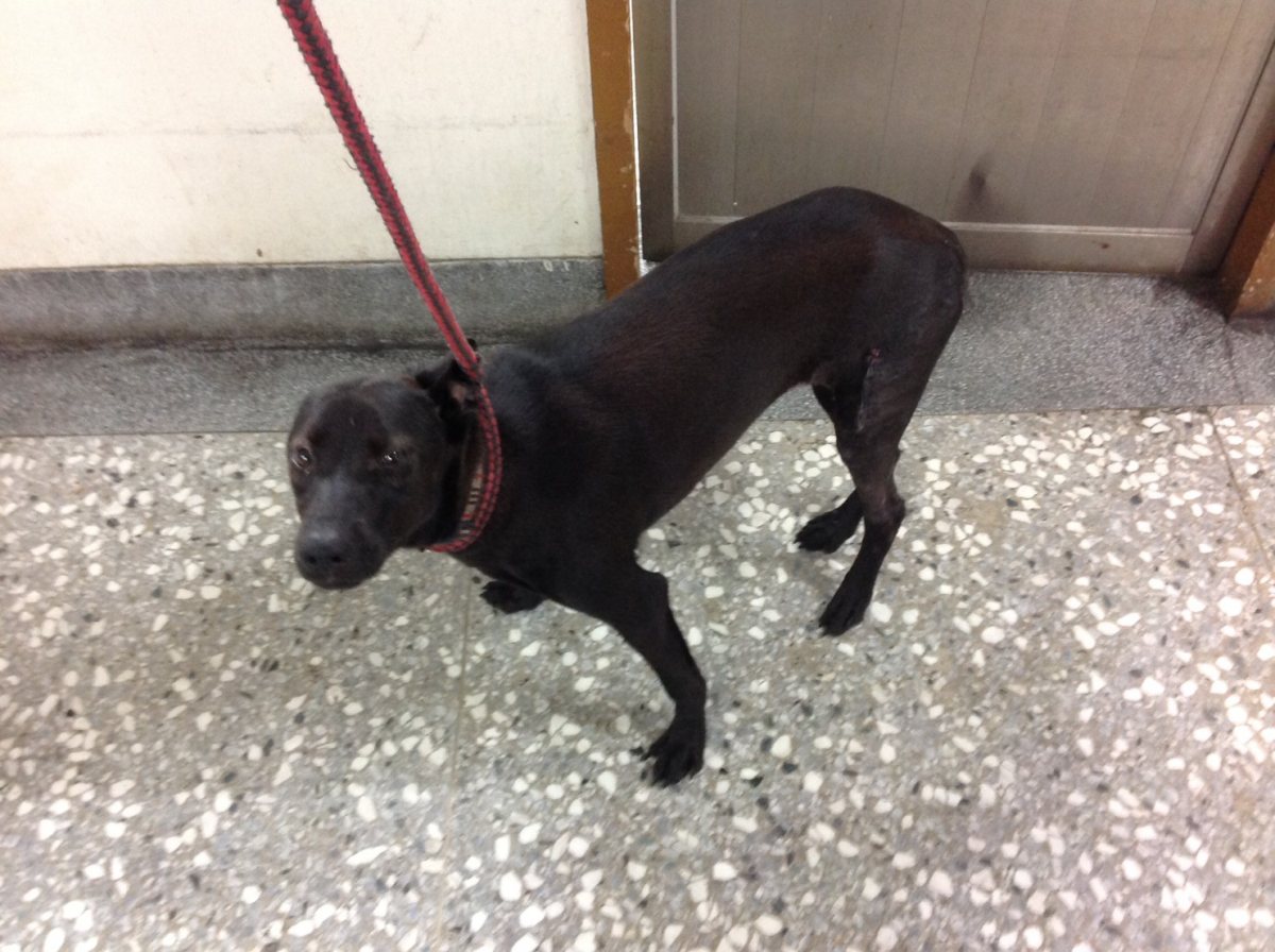 「快快」遭到突然出現的車輛撞傷，手術休養後已經能走路了。劉凱/翻攝