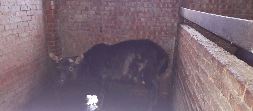 水鹿易受驚嚇，陌生人不易靠近。新北市動保處/提供