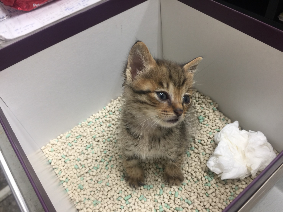 教導兩週後虎妹已經學會自己定時定點在貓砂上廁所，上完還會自己撥砂把便便掩埋起來。劉凱/翻攝