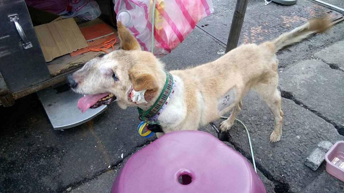 「旺旺」面部因腫瘤變形，耳部潰瘍以紗布覆蓋，才引起民眾誤會為虐狗。新北市動保處/提供