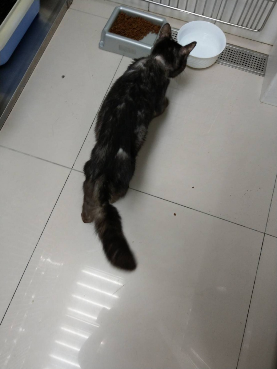 「咪咪」生病後消瘦的模樣。新北市動保處/提供