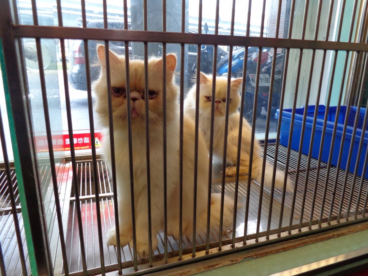 萌經濟提升帶動人力薪資看漲。台灣動物新聞網資料畫面