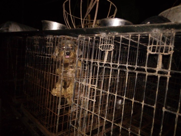 現場環境髒亂，部分狗有皮膚病，甚至有聲帶被割除的情形。新北市動保處/提供