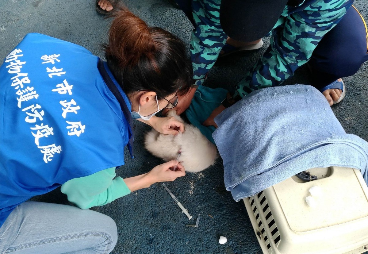 為維護家犬貓健康,動保處呼籲各位飼主應每年為寵物施打狂犬病疫苗。新北市動保處/提供