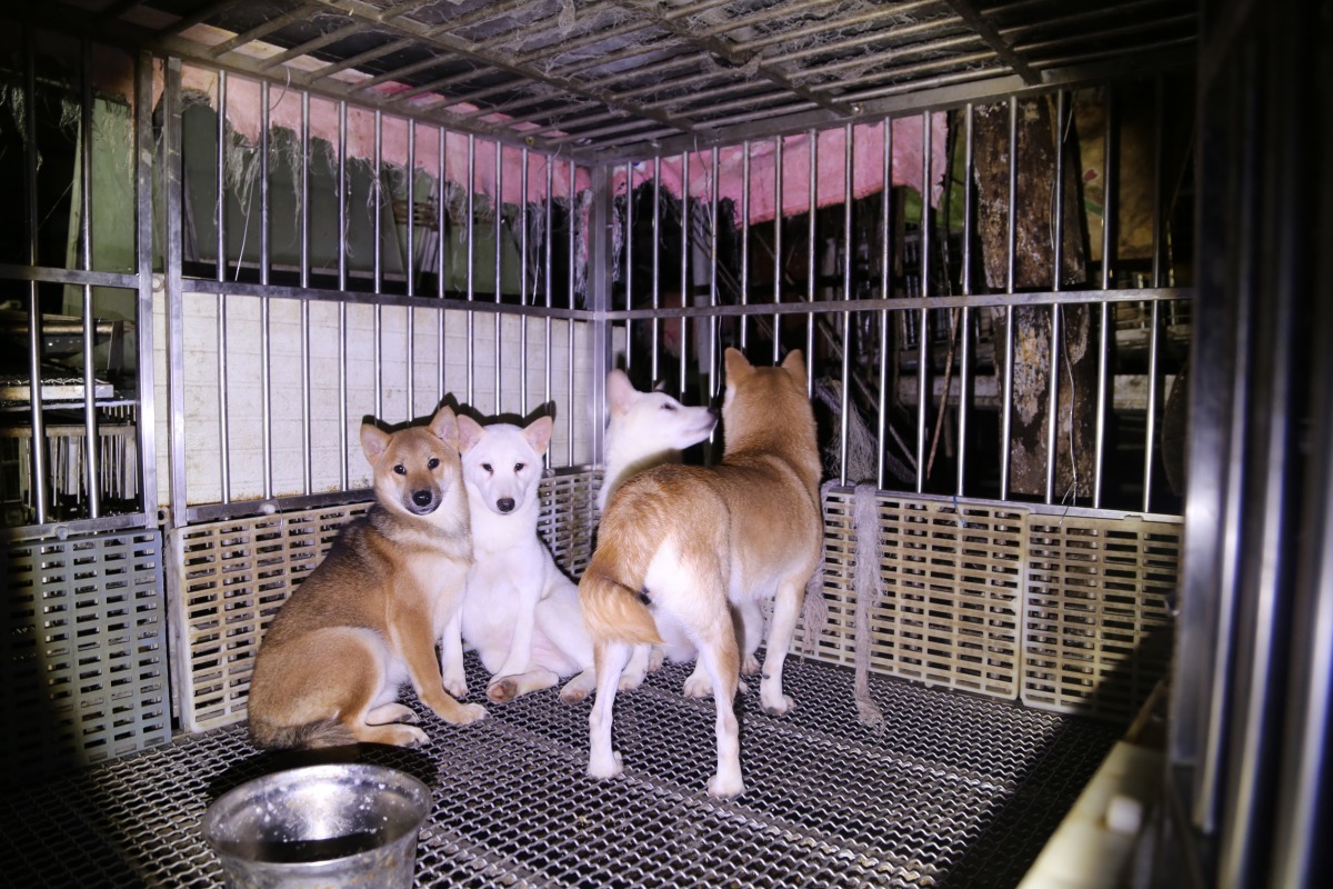 新北市動保處將於107年1月3~4日開放46隻品種犬讓民眾認養。劉凱/翻攝