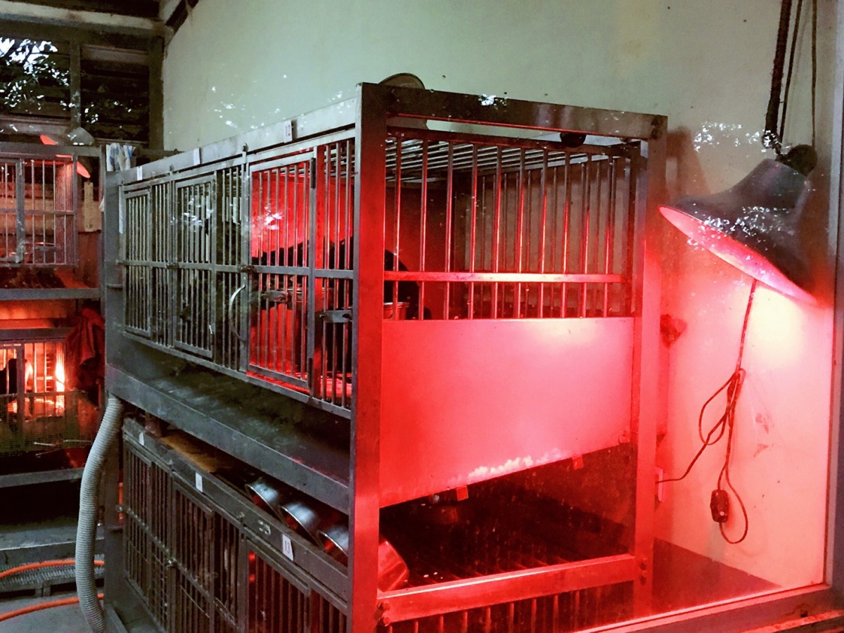 寒流來襲時動物之家會為毛寶貝開保溫燈保暖。劉凱/翻攝