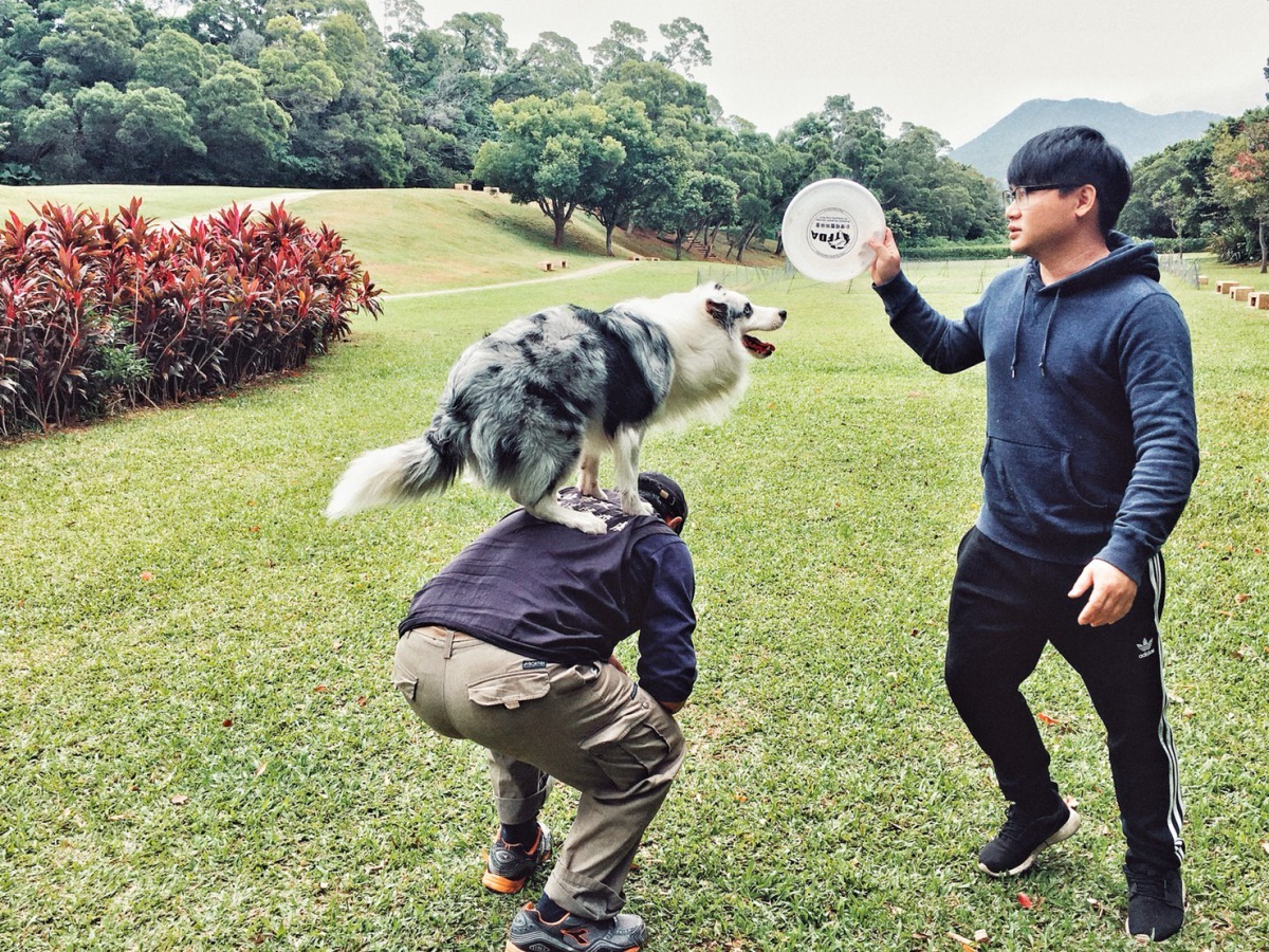寵物和飼主的互動，不但能讓狗狗運動，也能訓練寵物的穩定度，讓牠們更親人。新北市動保處/提供