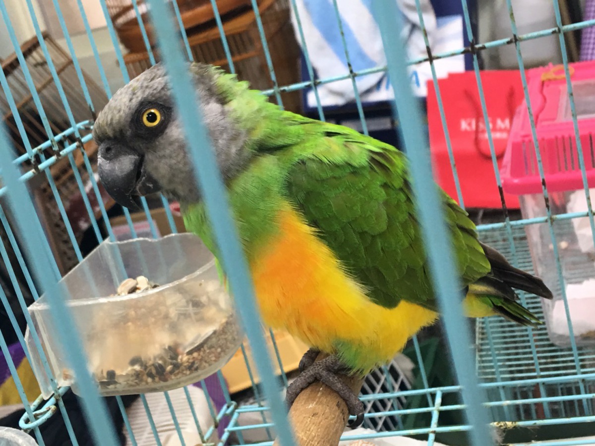 動保處還有許多鸚鵡急待主人來領回，圖為走失的塞內加爾鸚鵡。新北市動保處/提供