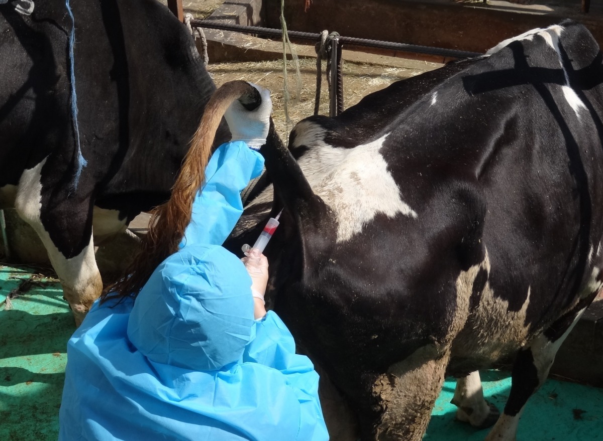 工作人員正在酪牛場中採血，監測血液中藥物濃度狀況。劉凱/翻攝