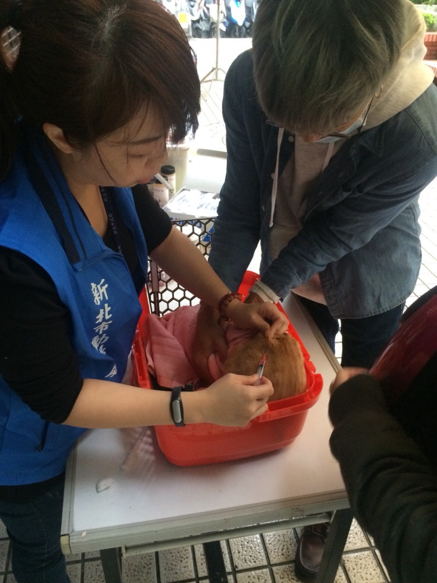 家中飼養的貓除了每年必須施打狂犬病疫苗外，也可以施打晶片辦理寵物登記。劉凱/翻攝