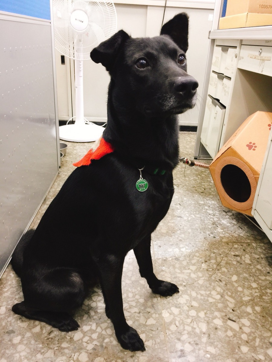 寵物施打狂犬病疫苗後，需將頸牌別上，以利辨識。劉凱/翻攝