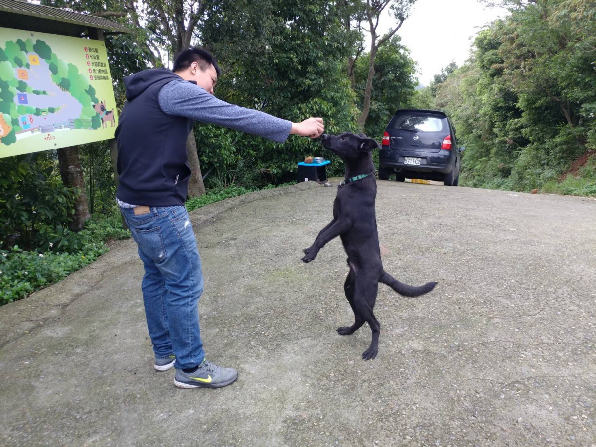 小黑目前已完全康復接受訓練中。劉凱/翻攝