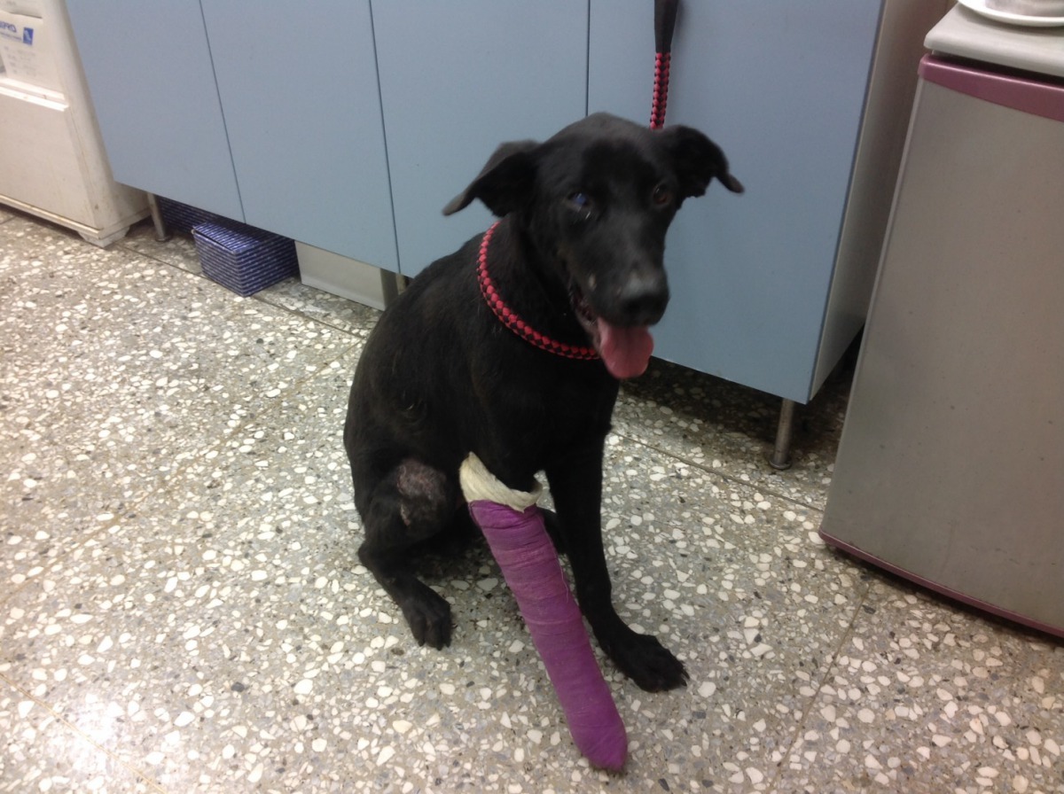 恢復精神的「大頭」正開心地出來準備做復健。劉凱/翻攝