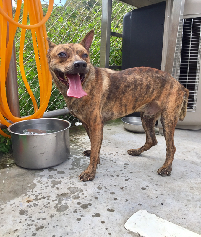 經過努力復健，「小虎」已能自行站立行走及奔跑，臉上也開始充滿笑容囉！劉凱/翻攝