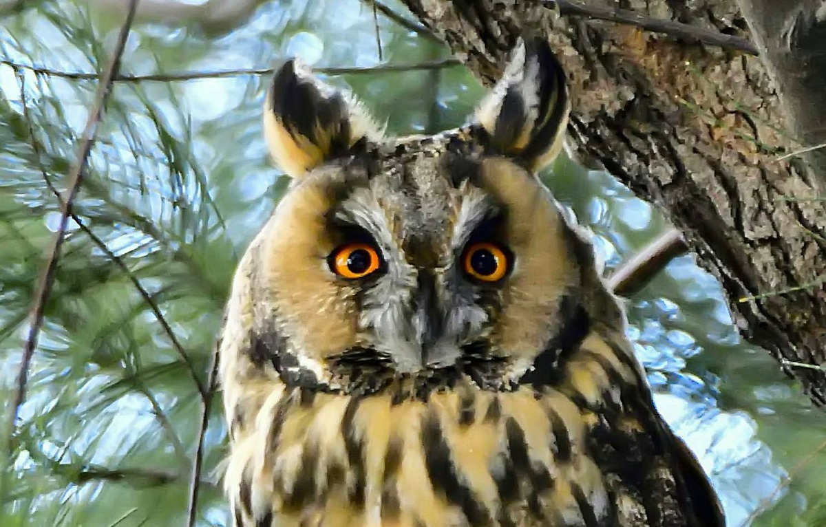 新北市八里飛來一隻過境「長耳鴞」貓頭鷹，吸引鳥友朝聖。汪忠皇/提供