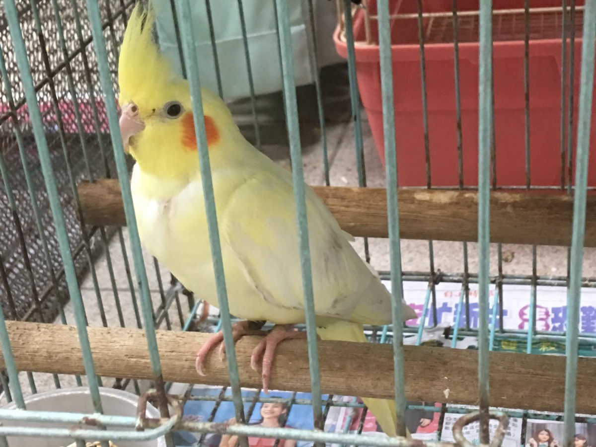 玄鳳鸚鵡仍在等待主人來領回。新北市動保處/提供