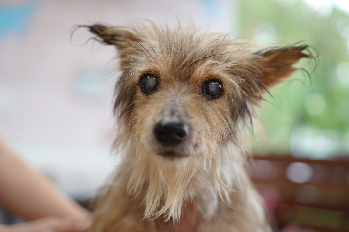 得了糖尿病的動物，眼睛會有白濁現象。新北市動保處/提供