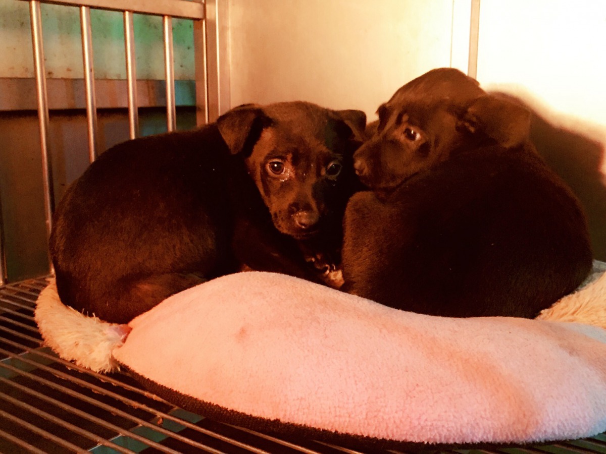 幼犬抵抗力較弱，寒流來襲時需使用保溫燈，並且會相互取暖。劉凱/翻攝