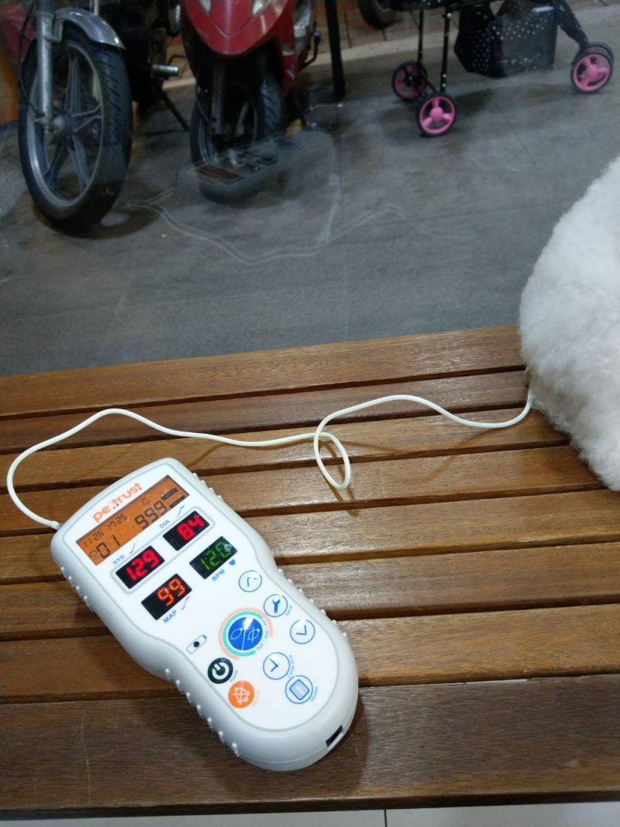 熟齡毛寶貝都須要定期量血壓。新北市動保處/提供