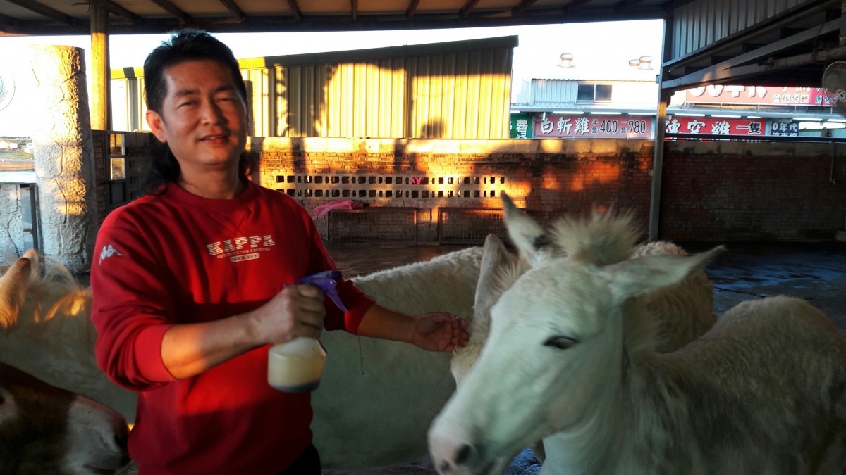 飼主為母驢噴碘酒治療，並依特約獸醫師建議將驢子與羊駝混養相處。劉凱/翻攝