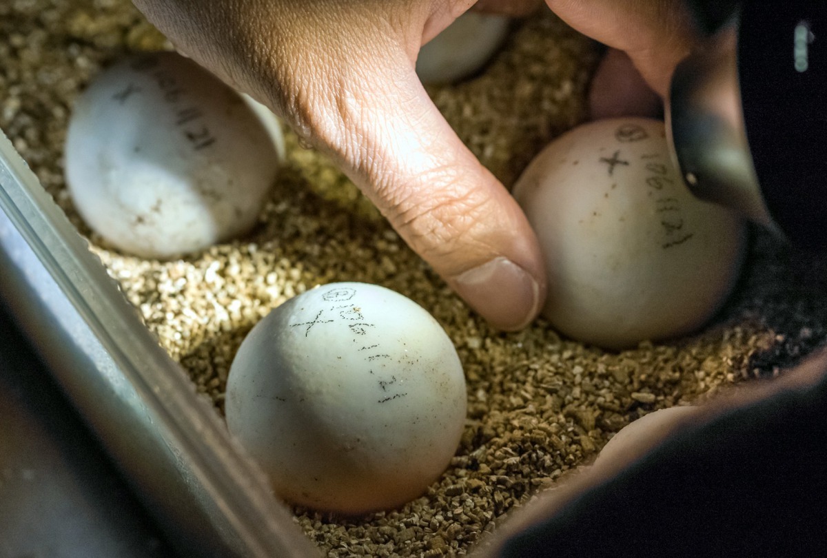珍貴的龜蛋由園區內的兩棲爬蟲館及保育研究中心接手照顧。台北市立動物園/提供