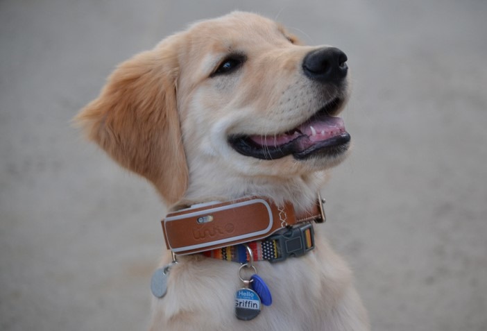 上海市為了推動文明養狗,將研發寵物智能項圈,達成犬隻智慧管理的目標。此為示意圖。 取自unknowncystic.com