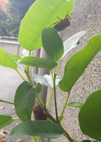 針對還不會飛的若蟲，利用隨手可得的肥皂水噴灑於若蟲身上，即可阻斷荔枝椿象的呼吸使其窒息死亡。台灣動物新聞網資料照片 