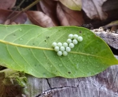 台中市首創物理防治，以收購荔枝椿象卵片斷害蟲根源。台中市農業局/提供