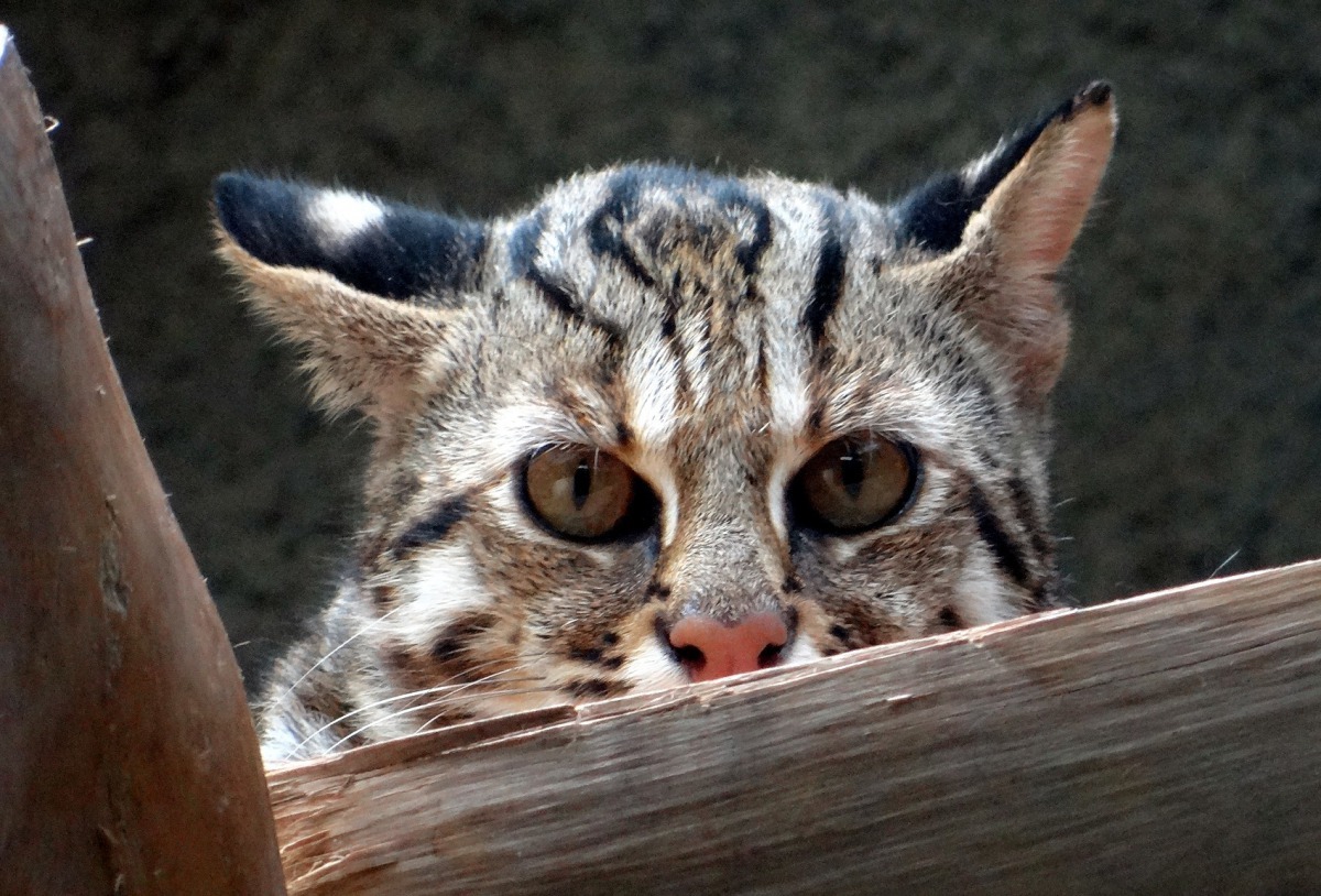 祝福「集寶」和「阿中」能有情「人」終成眷屬，順利的繁衍出下一代。台北市立動物園/提供
