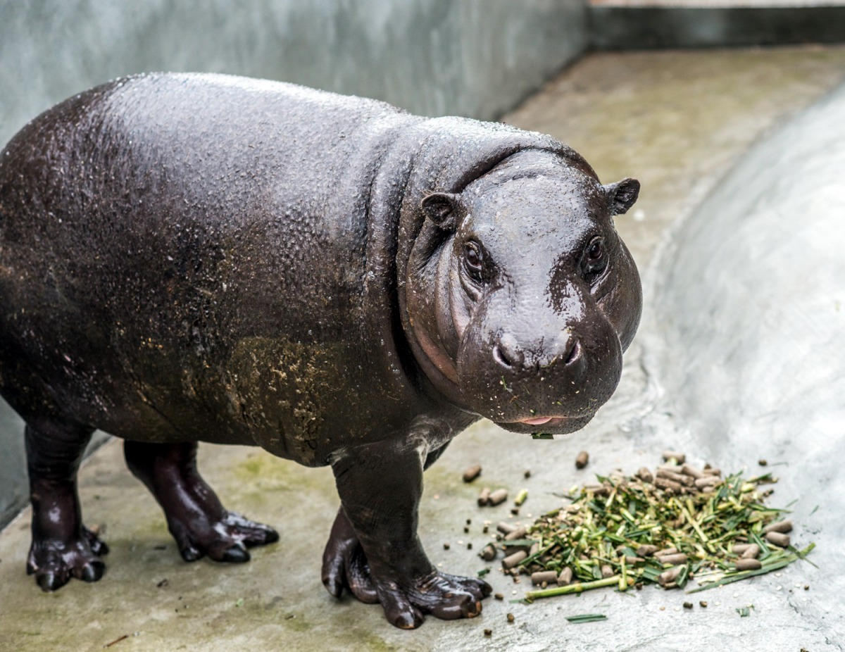 侏儒河馬：「別再稱呼我們是河馬的小孩！」台北市立動物園/提供