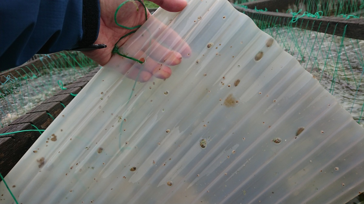 著生九孔嬰兒床(塑膠浪板)上的九孔寶寶。新北市政府/提供