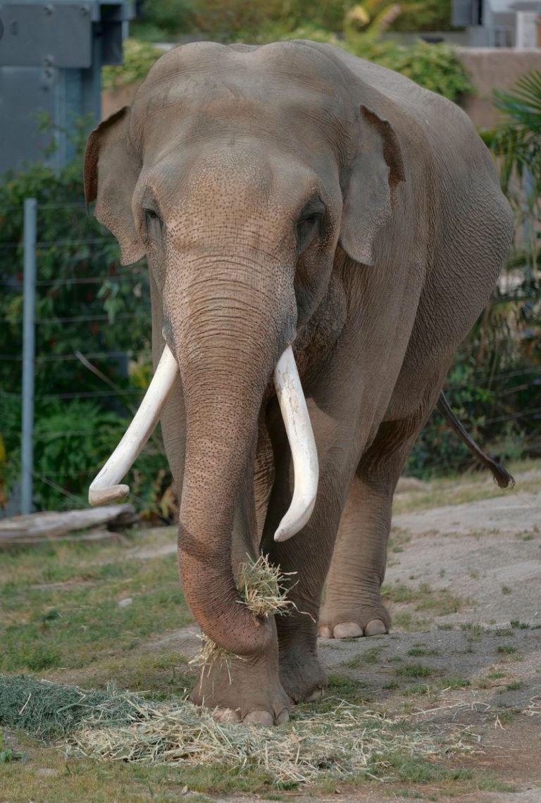 動物園聲稱動物園是一個提供教育的場所，同時也是為了幫助保育滅絕中的大象。 但已有數個研究顯示，遊客在每個動物展示區停留的時間，平均不會超出兩分鐘。更不用說，多數的遊客連介紹動物的標示都不會看。來源: World Animal News