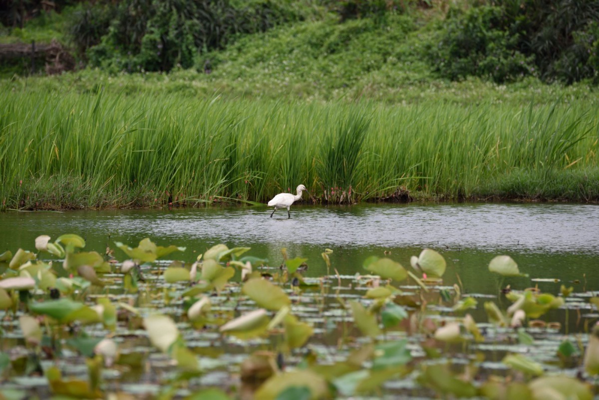 不要進入濕地水域,不要留下垃圾。新北市動保處/提供