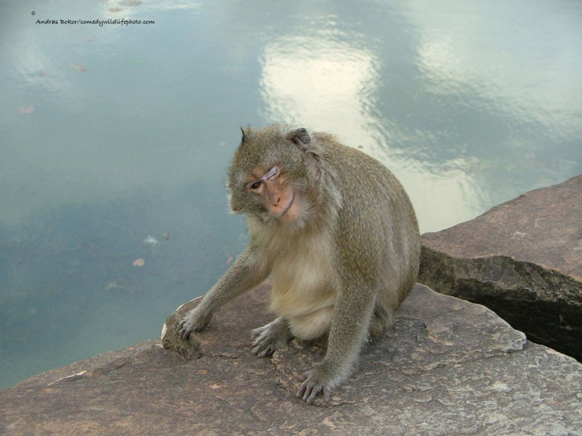 photo by Andras Bokor