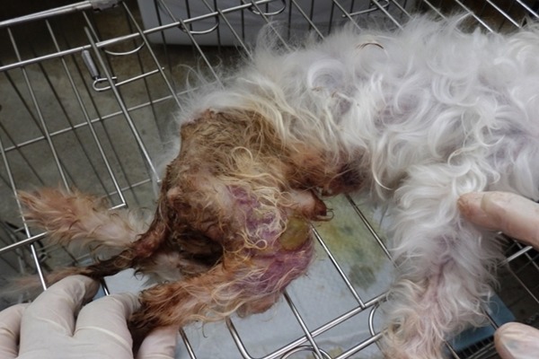 馬爾濟斯後肢癱瘓,皮膚發炎化膿。 基隆市動物保護防疫所/提供