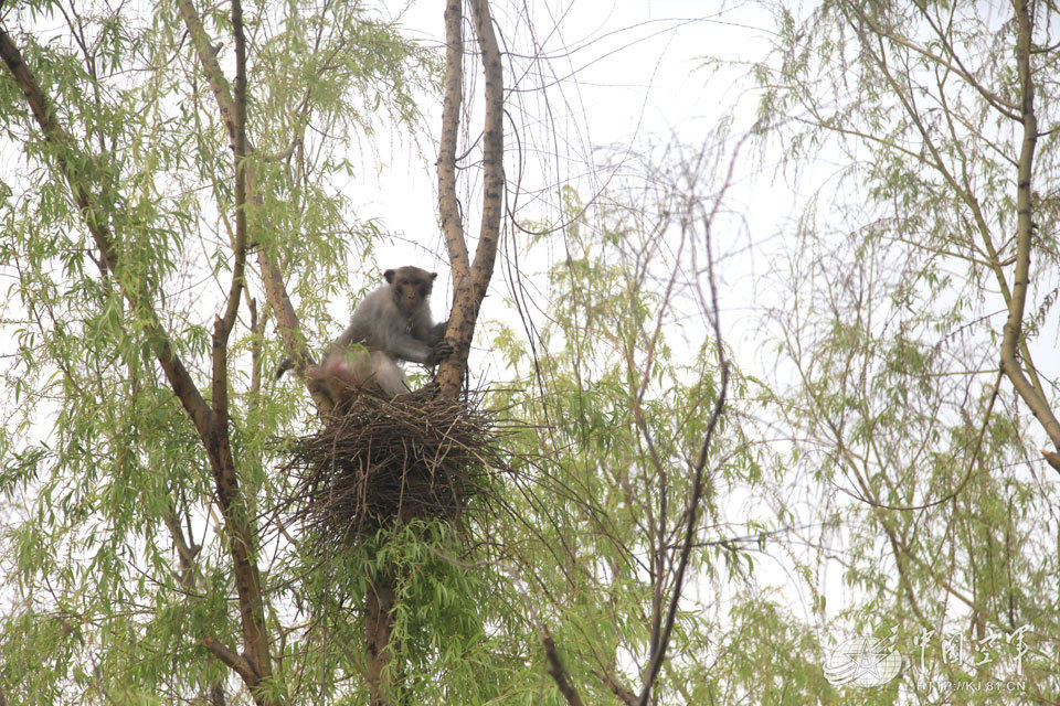 中國軍方為了使閱兵大典順利，訓練獼猴拆鳥窩。　取自中國軍網