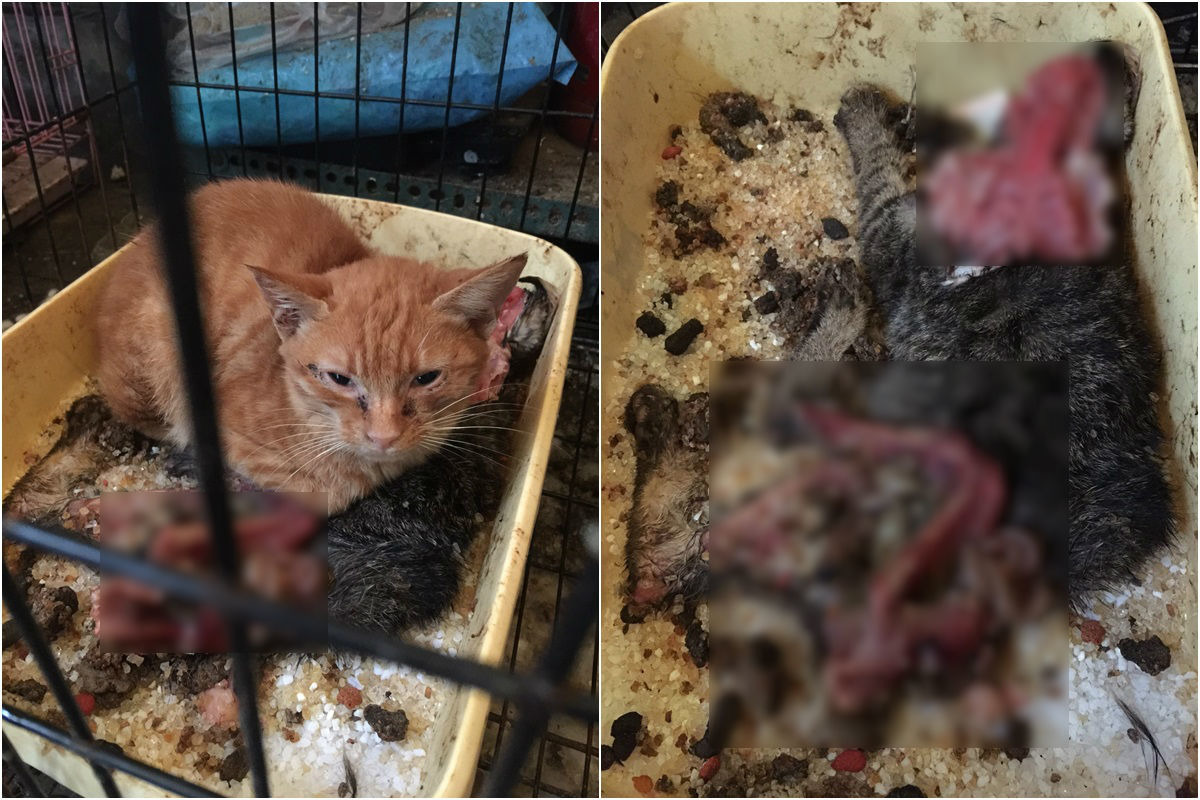 3月新竹一黑心中途被民眾檢舉，新竹市動物保護及防疫所前往調查，現場發現1隻死亡貓咪及其他14隻虛弱的動物。　動保志工/提供