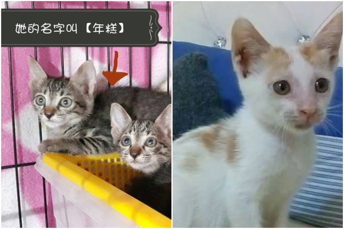 年糕(左)與台南市蔡先生送養的優咪(右)都已慘遭毒手。　　Vicky/提供