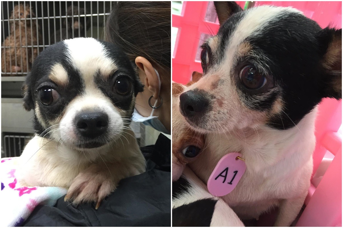 這2隻吉娃娃參與了12場成犬送養會，卻仍找不到領養人。你能給牠們一個溫暖的家和歡欣的春節嗎?　TSPCA/提供　