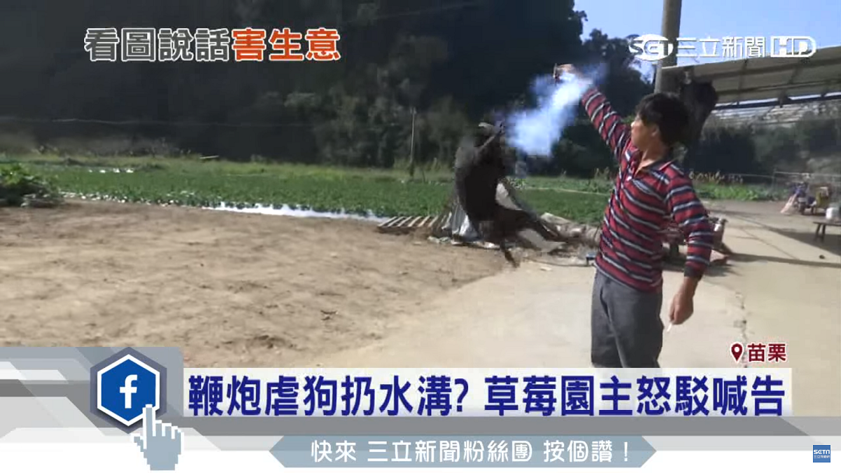 小黑跳起來要咬點燃的炮。　翻攝三立新聞