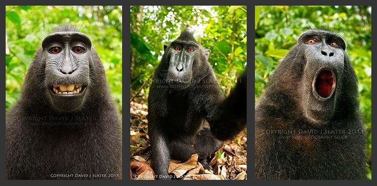 David Slater的個人網站上也放上另一張黑冠獼猴「自拍照」,並寫下故事。 DJS PHOTOGRAPHY網站截圖